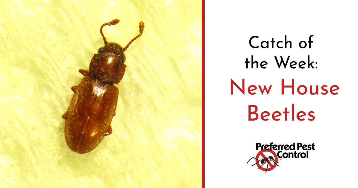 Catch Of The Week New House Beetle Fb 